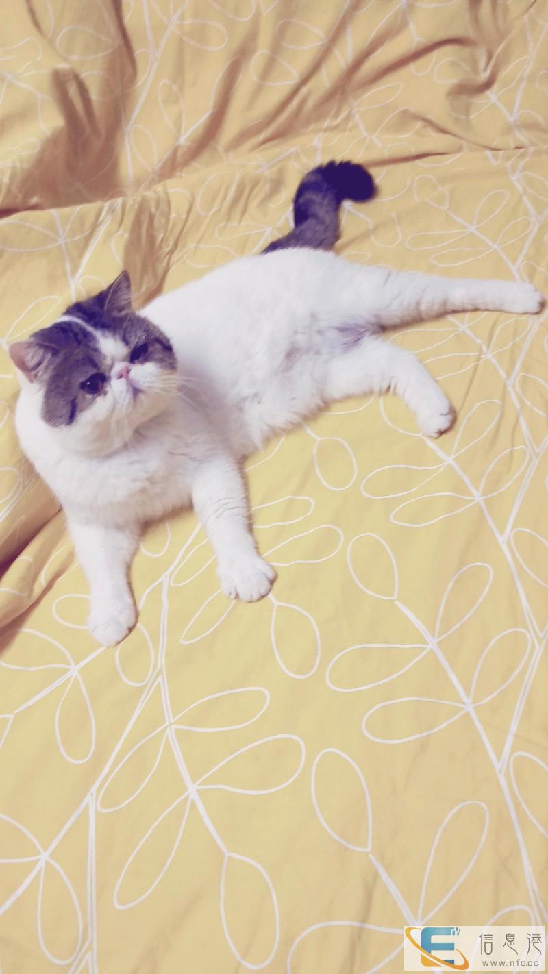 加菲猫种公限量借配