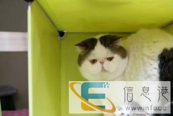 加菲猫借配加菲CFA绿纸借配净梵加菲种公