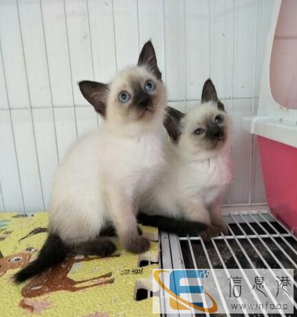 自家大猫生的暹罗宝宝出售