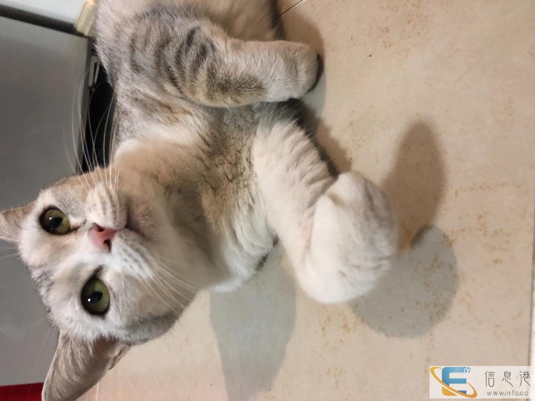 求借配种,寻公美短