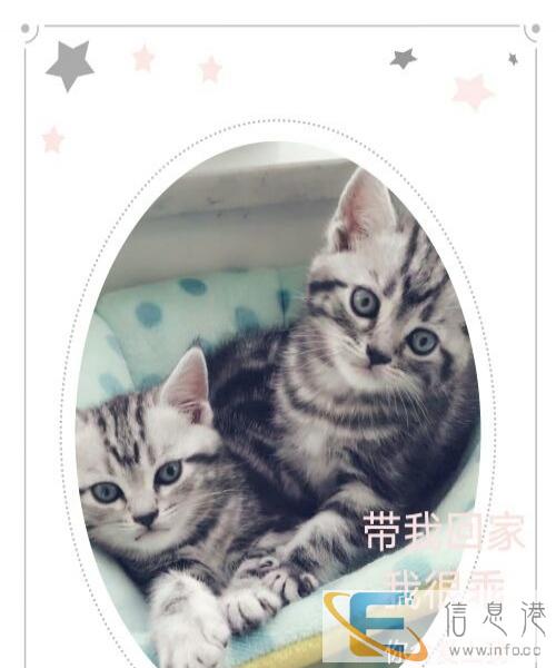 虎斑美短招财小萌猫