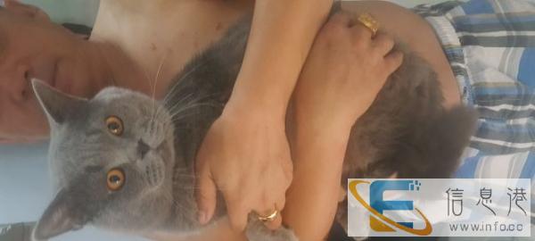 英短英国短毛猫