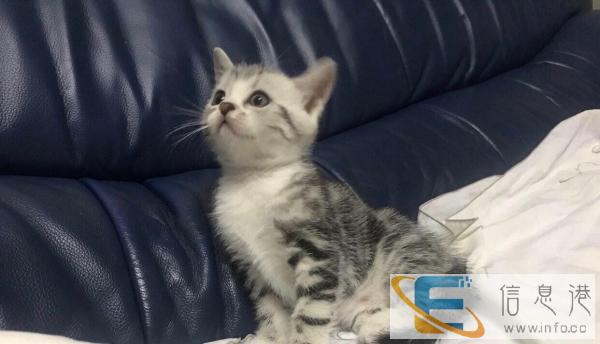 自家养的美短银虎斑找主人啦