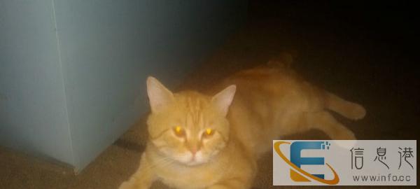 一只纯种赛级美短金虎斑DD1000