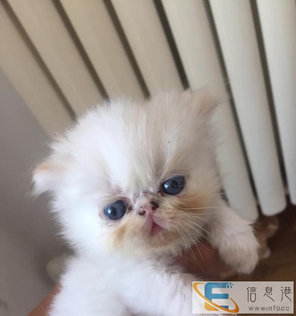 白加菲鼻眼一线500拿去玩 40天