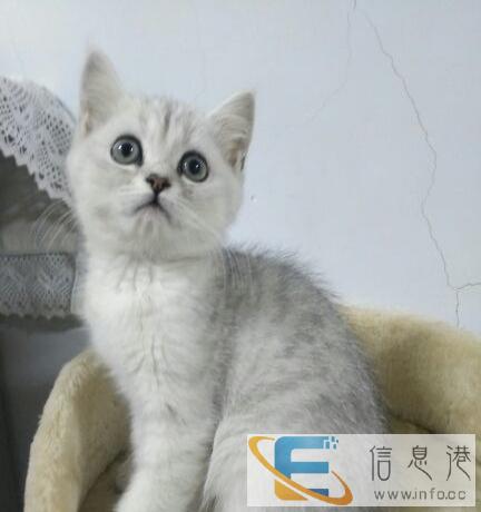 自家繁殖银建层宝宝