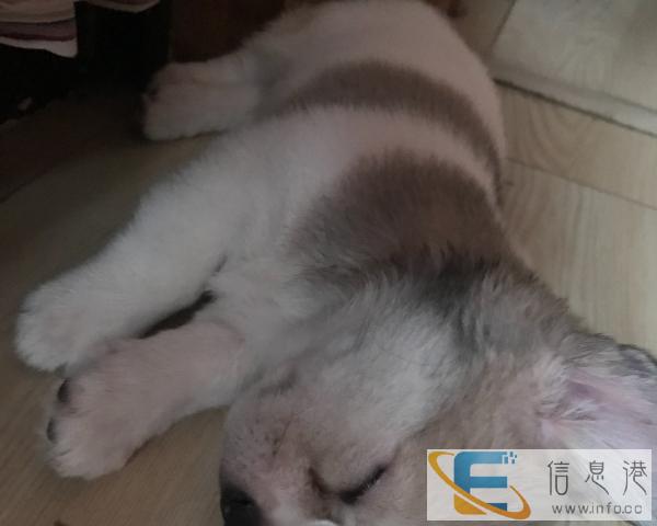 小狗赠送身体健康活泼