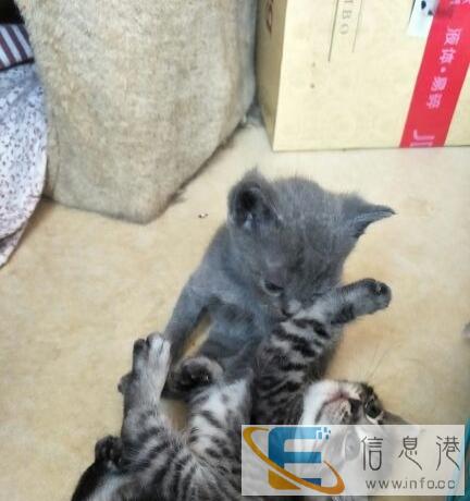 自家繁殖英短美短宝宝找好人家优惠便宜