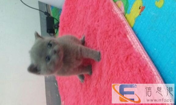 五月七日出生五只小猫