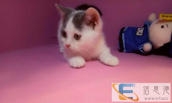 家养英短蓝猫加白找爱它的主人