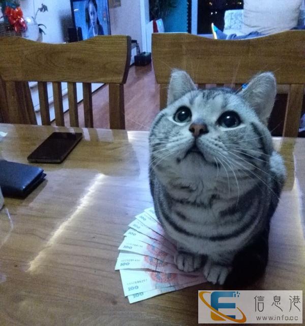 英短纯种虎斑公猫