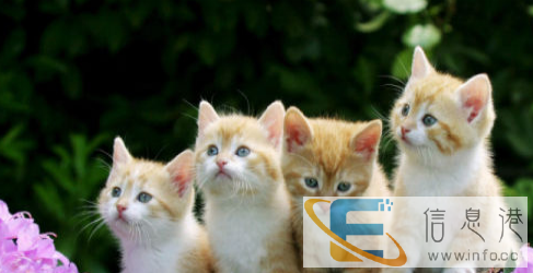 家养萌宠波斯猫 2个多月了,身体健康活泼可爱