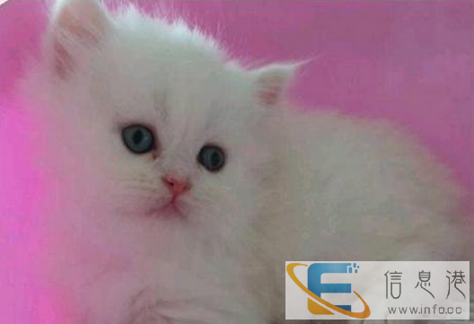 自家繁殖金吉拉猫高地长毛猫 出售