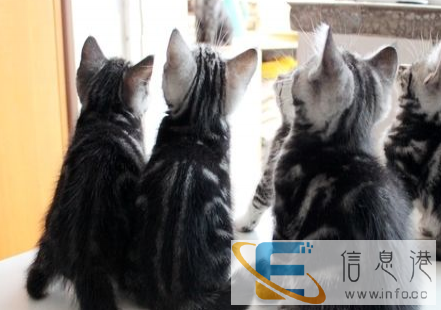 出售家养虎斑幼猫一窝 2多月了,公母都有可挑选