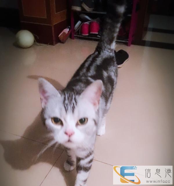 家养纯种美短出售,价格亲民