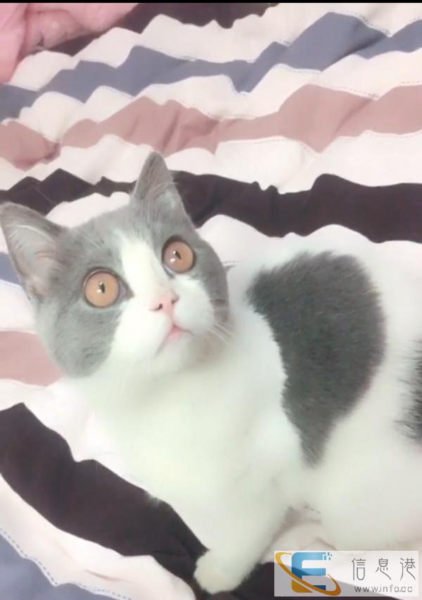 猫咪配种英短蓝白找女朋友借配