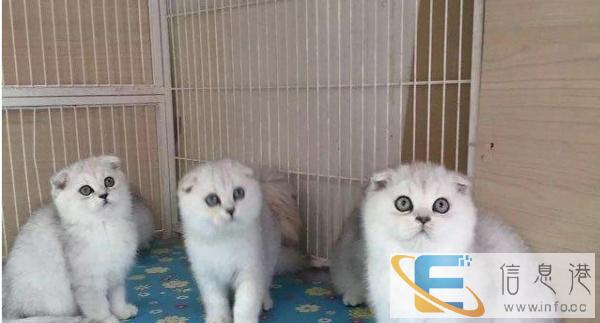 自己家养折耳幼猫一窝出售 公母都有 2个多月了