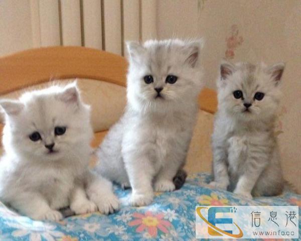 纯家养金吉拉 好品相 可挑选 价格实惠包健康