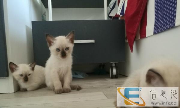 自己家的暹罗母猫