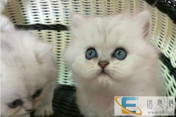 家养一窝纯种金吉拉幼猫 活泼可爱,讨人喜欢
