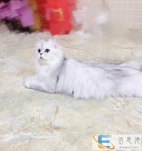 金吉拉小母猫预定出售