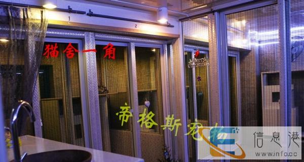 赛级品质美短虎斑猫、多重保障、完美售后 让您爱猫无忧