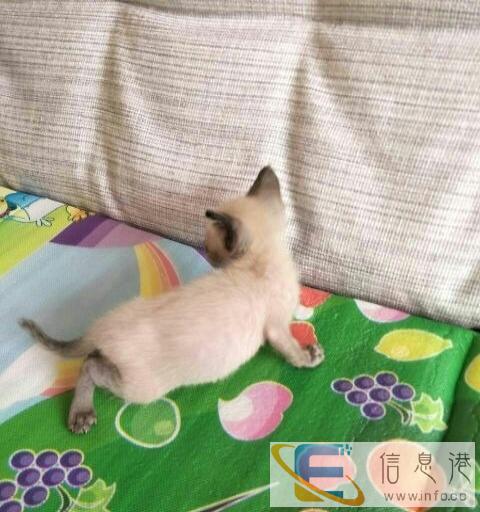 暹罗猫包健康999