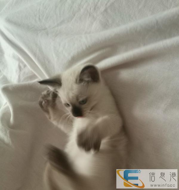 自己家下的暹罗小母猫