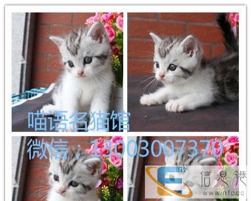 超美大骨架银渐层金吉拉猫火爆出售品相好纯种家养