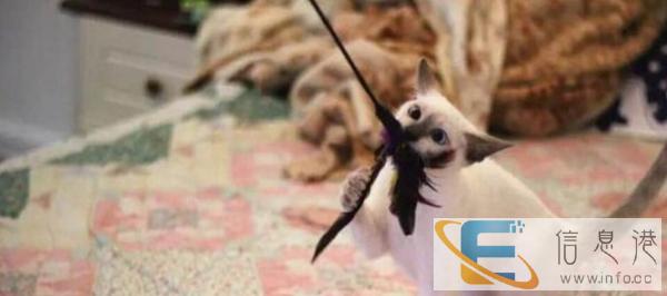 出售高品质暹罗猫 品相极佳暹罗猫