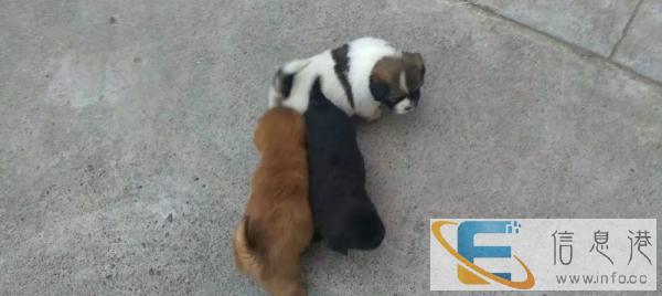 可爱的杂交小型犬