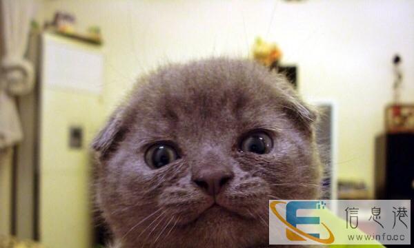 自家蓝猫宝宝找爸爸妈妈