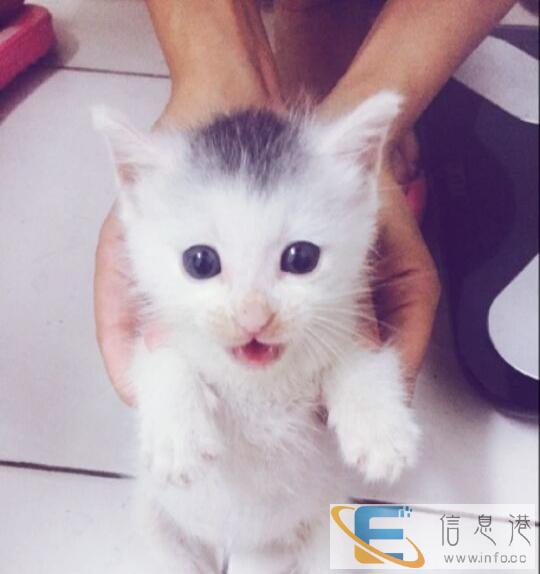 我家的精品重点短毛猫