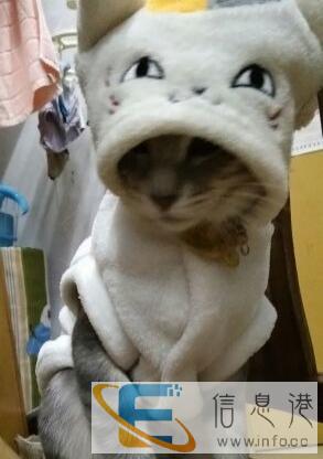 赠送一只猫咪,有爱猫人士喜欢吗