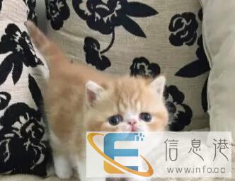 加菲猫小母猫红虎斑加白小猫幼猫活体