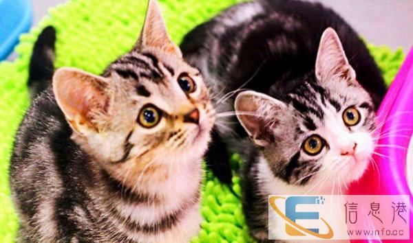 较棒的短毛猫在这 他们都选这家 精品虎斑 有口皆碑 较棒的短毛猫在这 他们都选这家 精品虎斑 有口皆碑