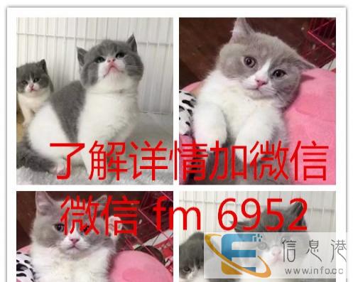 批发英短蓝猫蓝白渐层美短,养殖户直供异地发空运