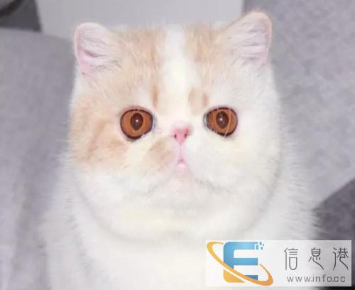 一手批发 寻全国宠物店合作 全国直发空运保健康