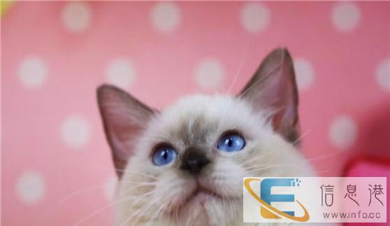 较棒的布偶猫在这 他们都选这家 精品虎斑 有口皆碑