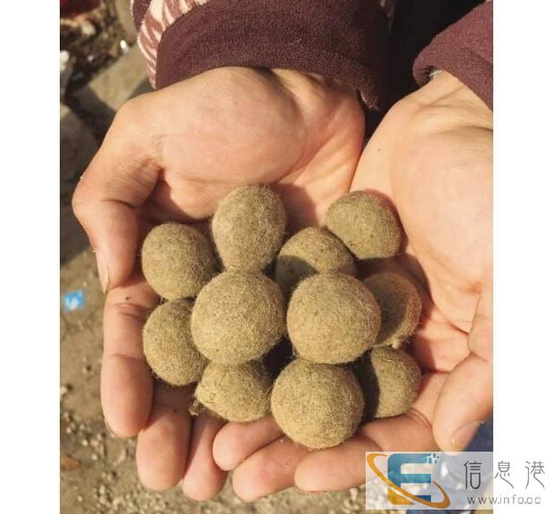 常州私人老板长期现金收购羊宝