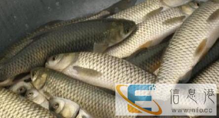 大量供应各种鱼苗及商品鱼品中