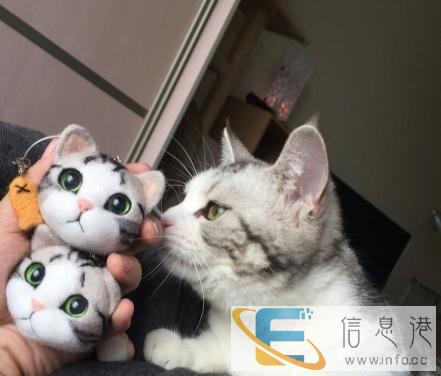 求好心人赠送猫咪