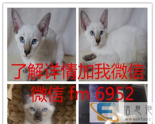 加菲猫 英短 美短 折耳猫 猫舍直销 品相好