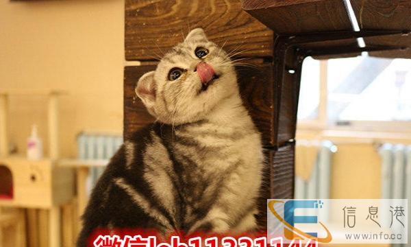 惹人爱的折耳蓝猫妹妹和蓝猫双色弟弟妹妹,纯种健康