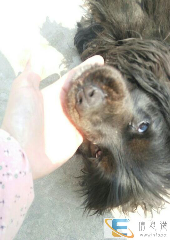 黑色可卡犬,找男盆友