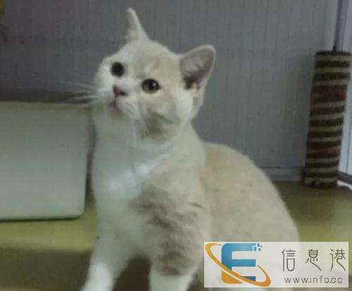 一周性格不合免费退 只要不喜欢一周退 精品蓝猫