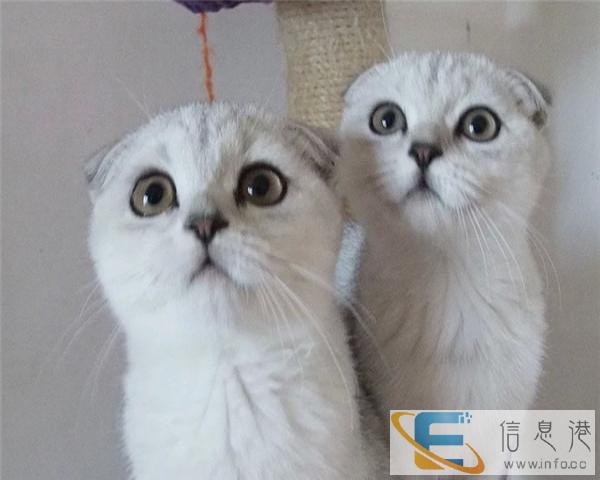 出售纯种折耳猫 温顺粘人健康保障 欢迎上门挑选