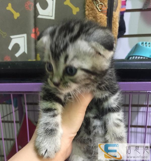 自家繁殖高品质美短银虎斑