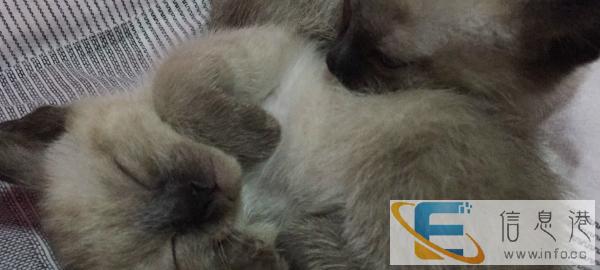 出售俩月大暹罗猫仔