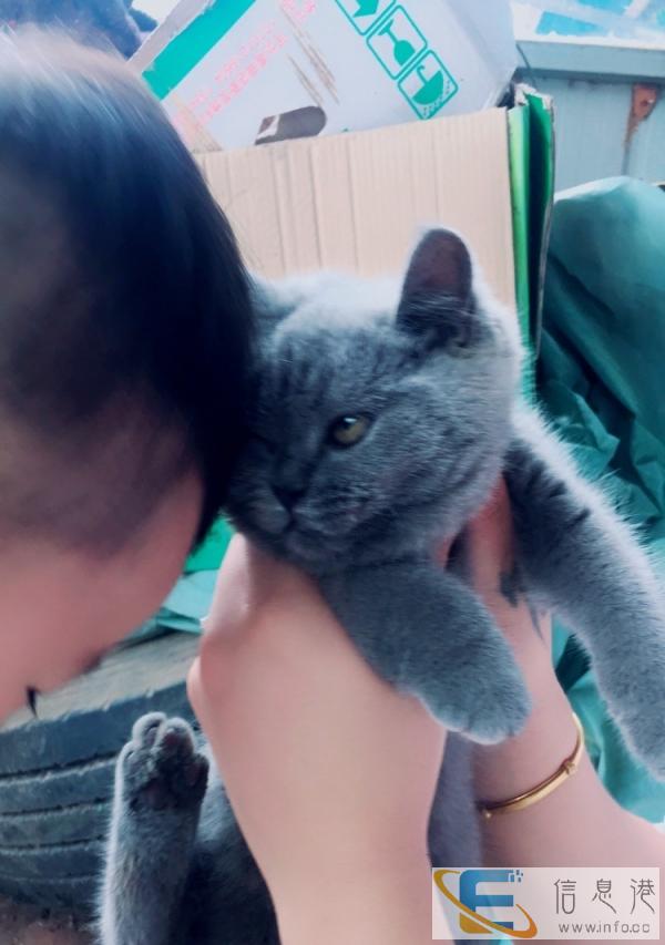 出售四个月公蓝猫一只